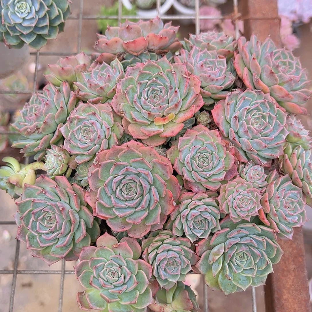 海滨格瑞多头大盆群带盆土精品