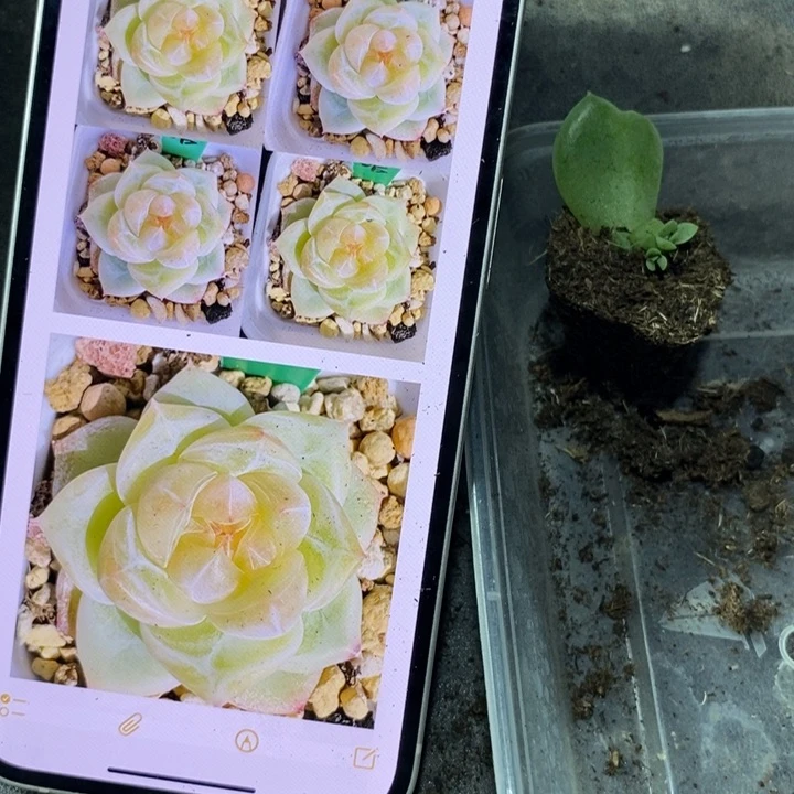 穴盘白钻苗一个多肉