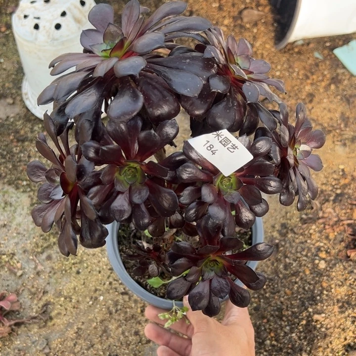 黑珍珠绣球多肉植物184