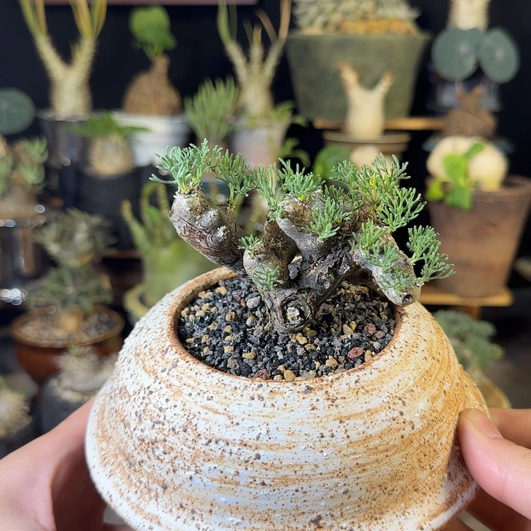 一物一拍黑皮月界580