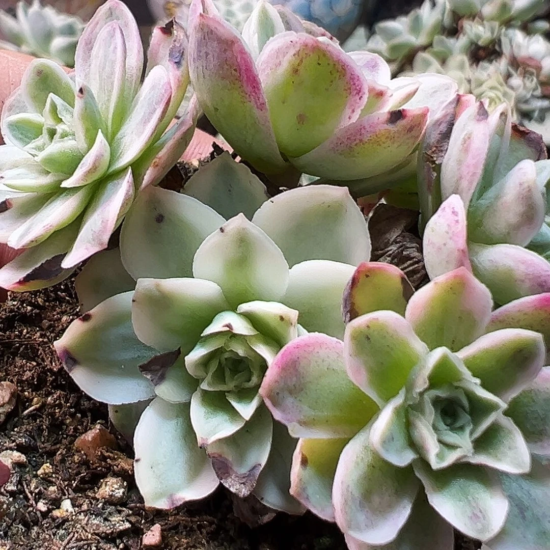 山地玫瑰锦秋夕725号