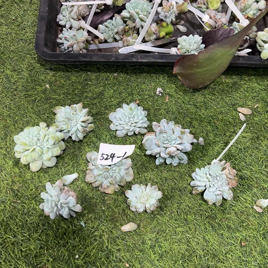 524-1小雪莲缀化随机默认寄养