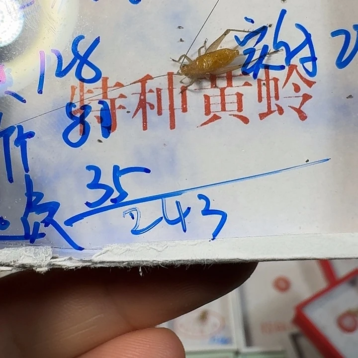 旦***舍蟋蟀1111111111111111