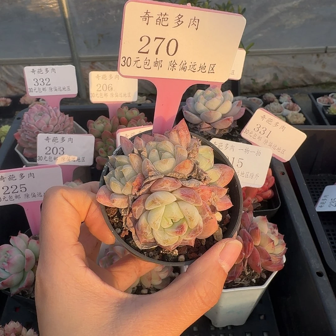 270 多肉脱土 群生不包整 30元包邮除偏远