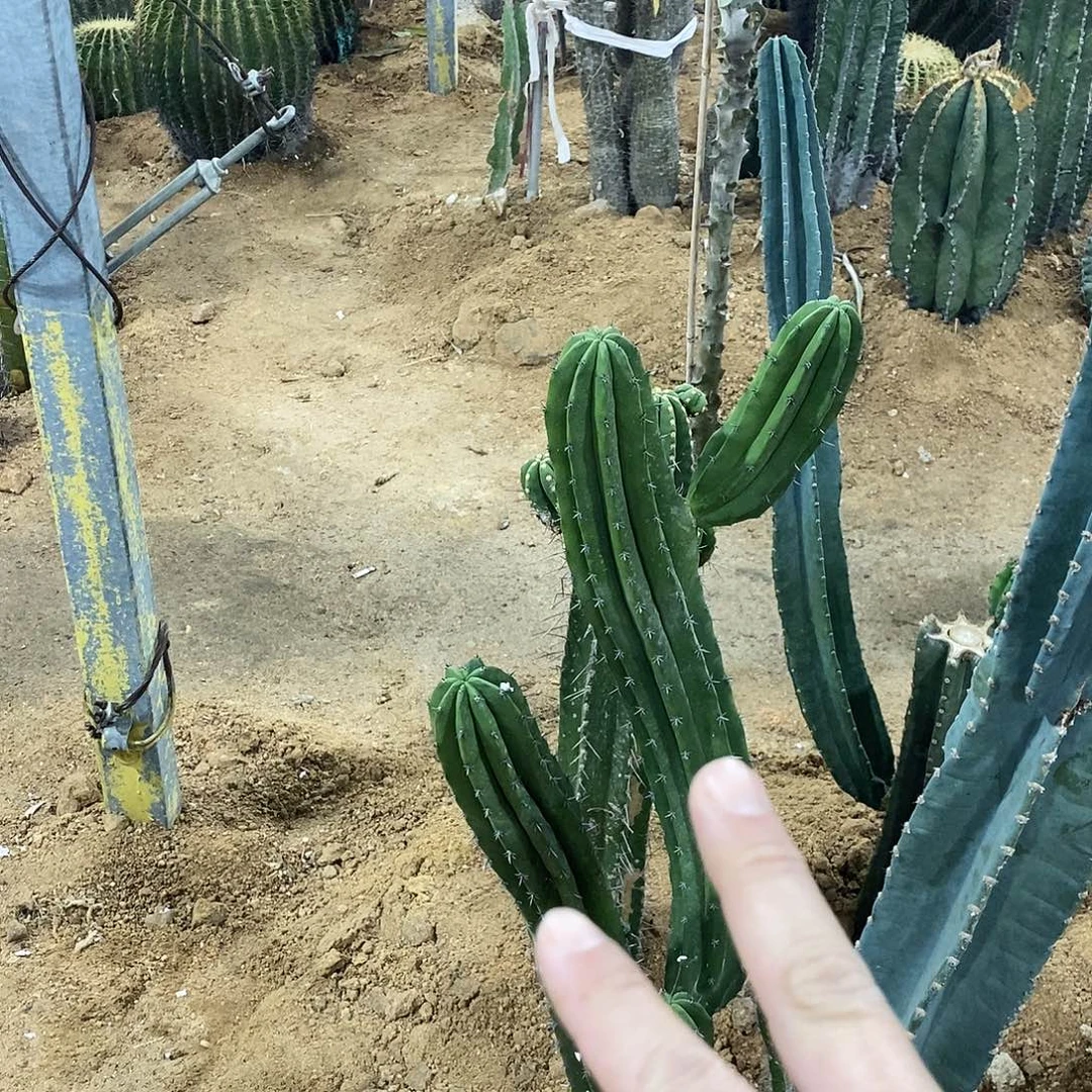 用***9龙神木一颗。
