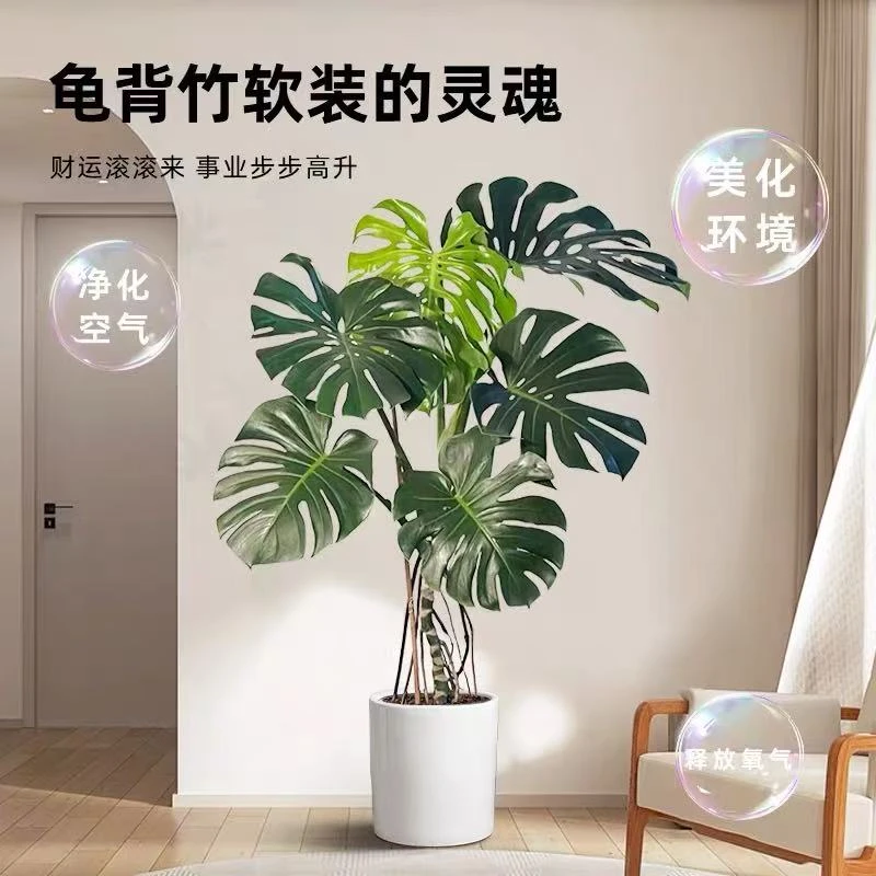 1单杆老桩龟背竹好养绿植北欧大型室内客厅植物除甲醛植物