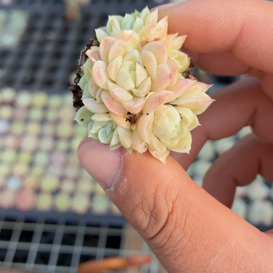白月影多肉9.9包邮发货