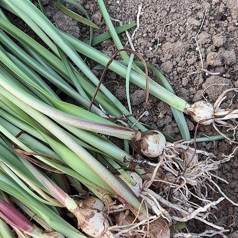 2024杂交小苗20棵开花不售后