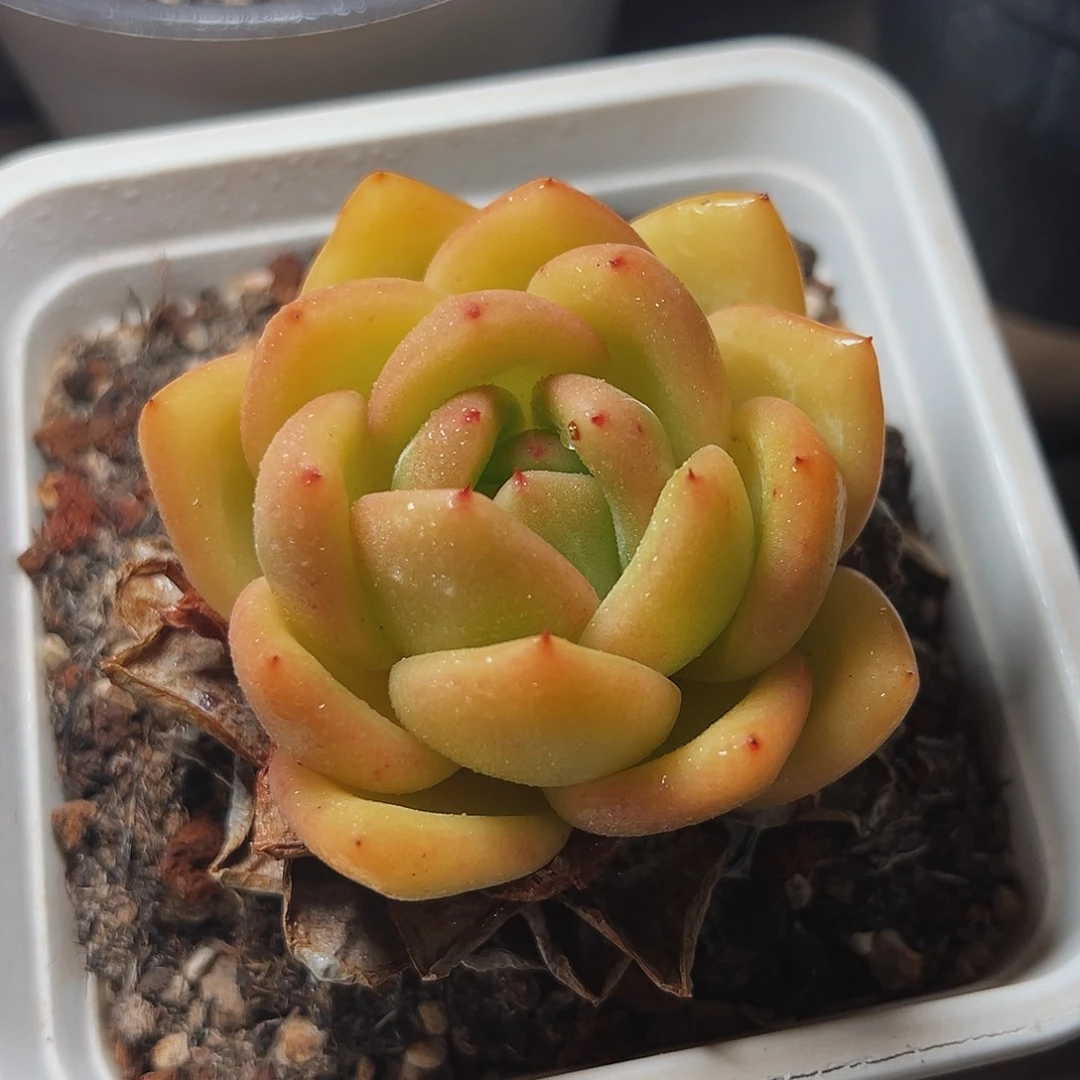 7-21-49精控彩虹龙
