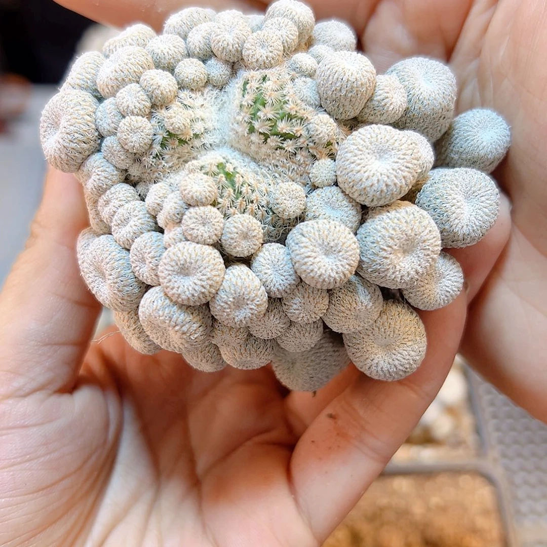 自根子吹月世界6.5公分弱根