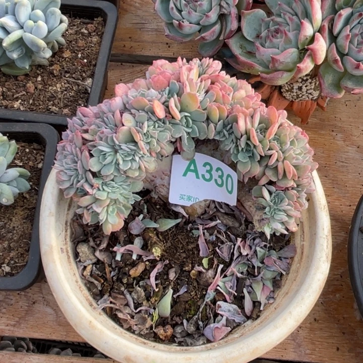 ·****哈哈哈哈哈哈哈哈哈哈