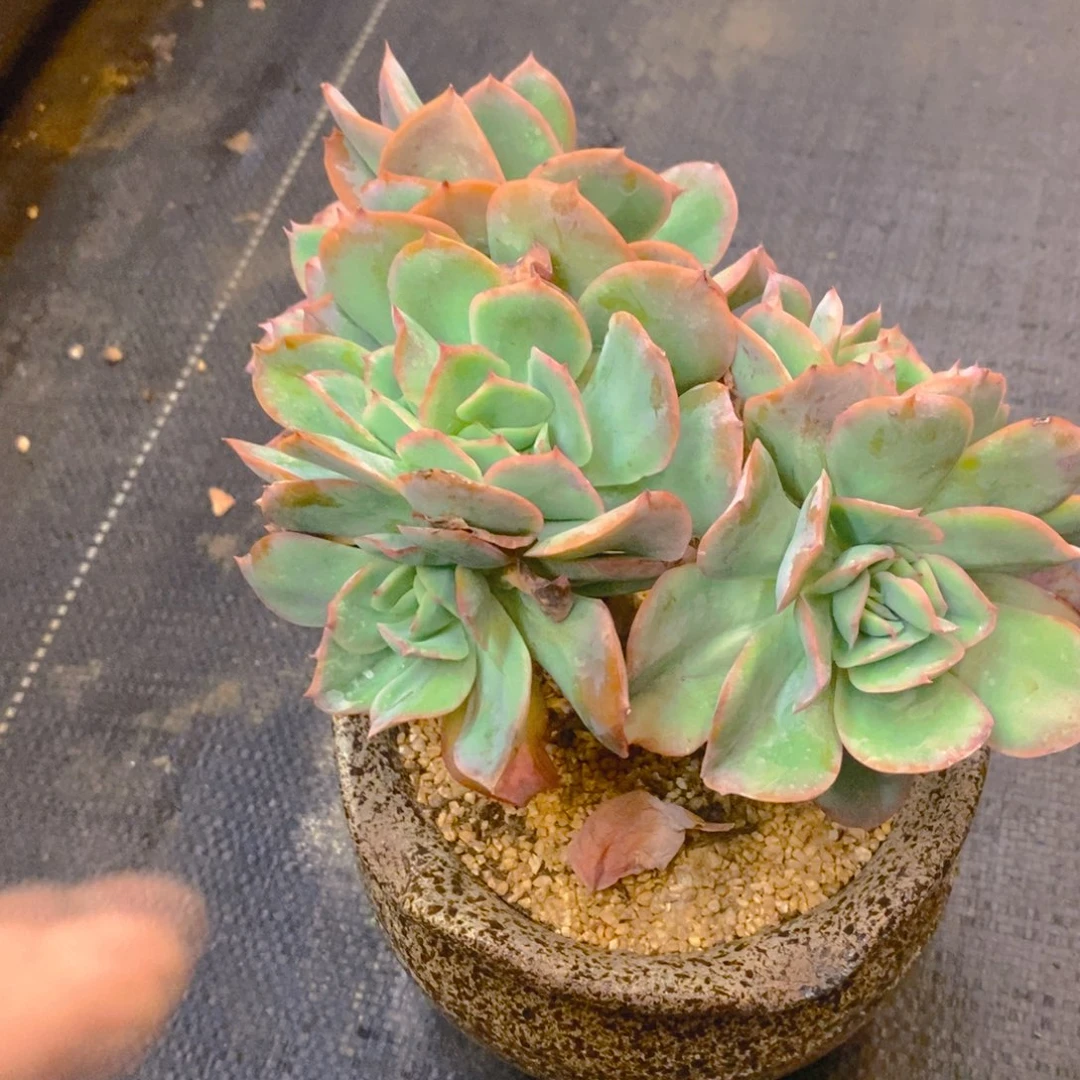 不***.多肉植物肉肉植物