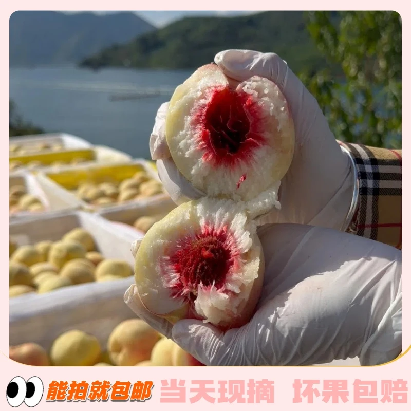 [包邮]净重4.5斤丹东河口秋白桃皮薄美味酸甜绵密
