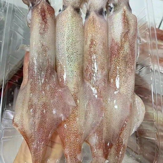 北海红管鲜鱿鱼一条(约200g/条)原生态.肉质鲜嫩Q弹