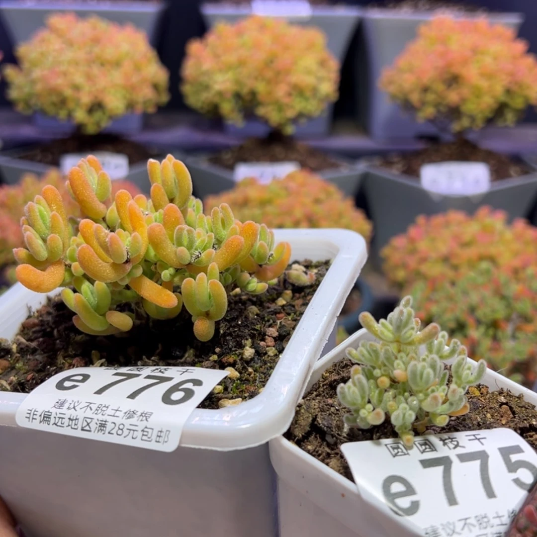 【闪购商品】?*✜e776e775荔枝糯米糍实生冰霜杂