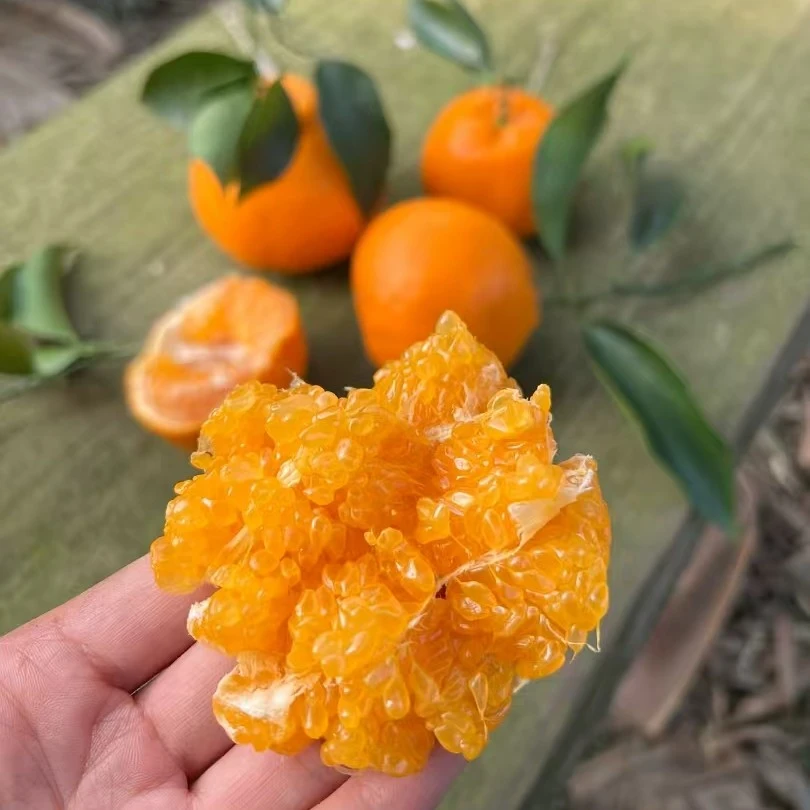 早熟四川春见耙耙柑新鲜水果香甜爆汁当季采摘带叶发货5斤8斤装