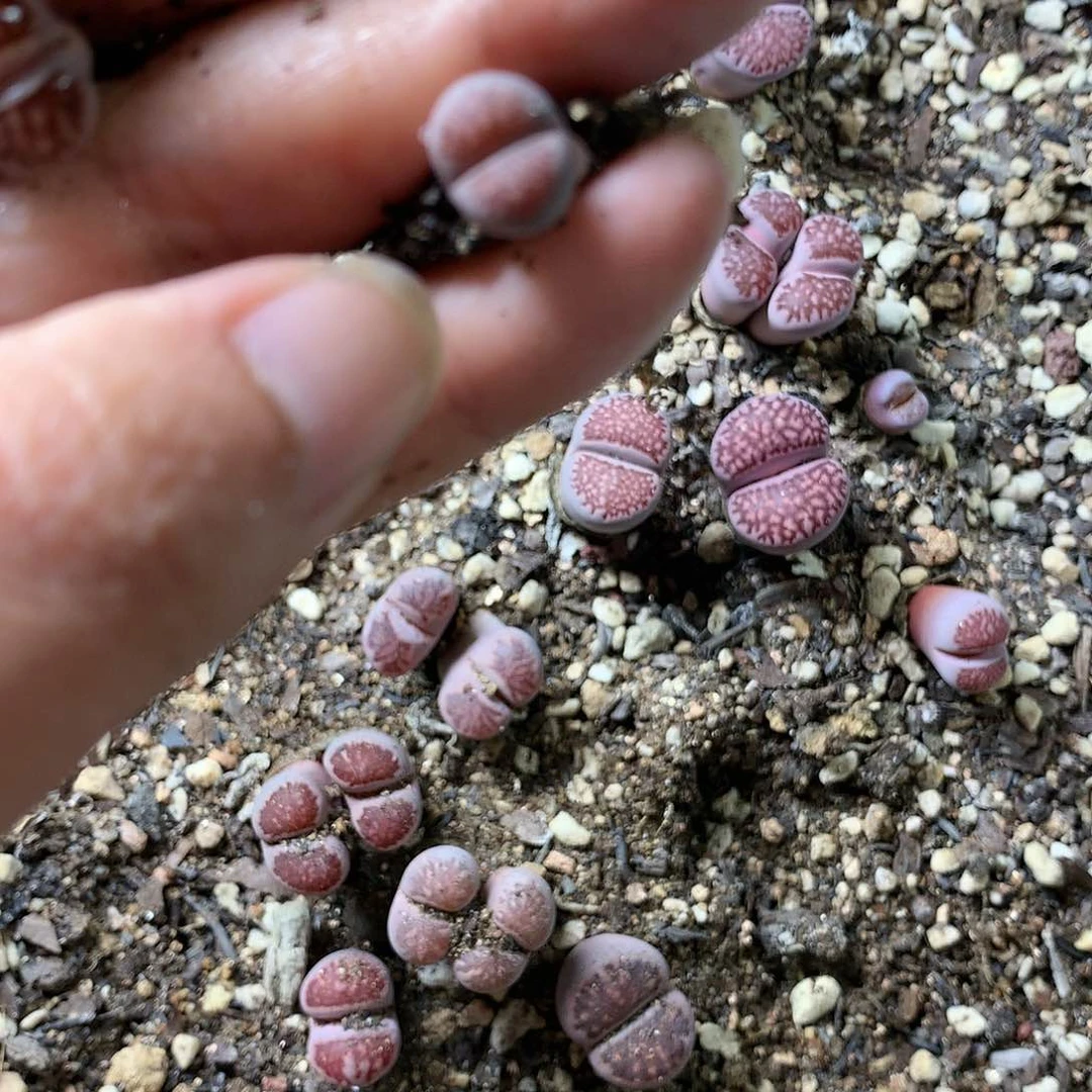 一*H207多肉植物保护
