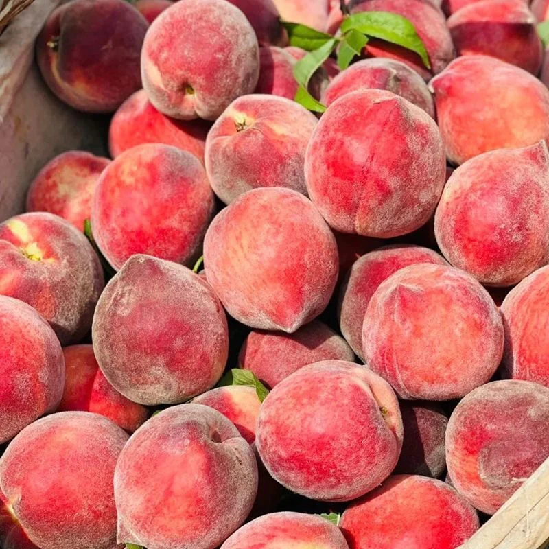 四川乐山五月脆桃纯甜现摘现发