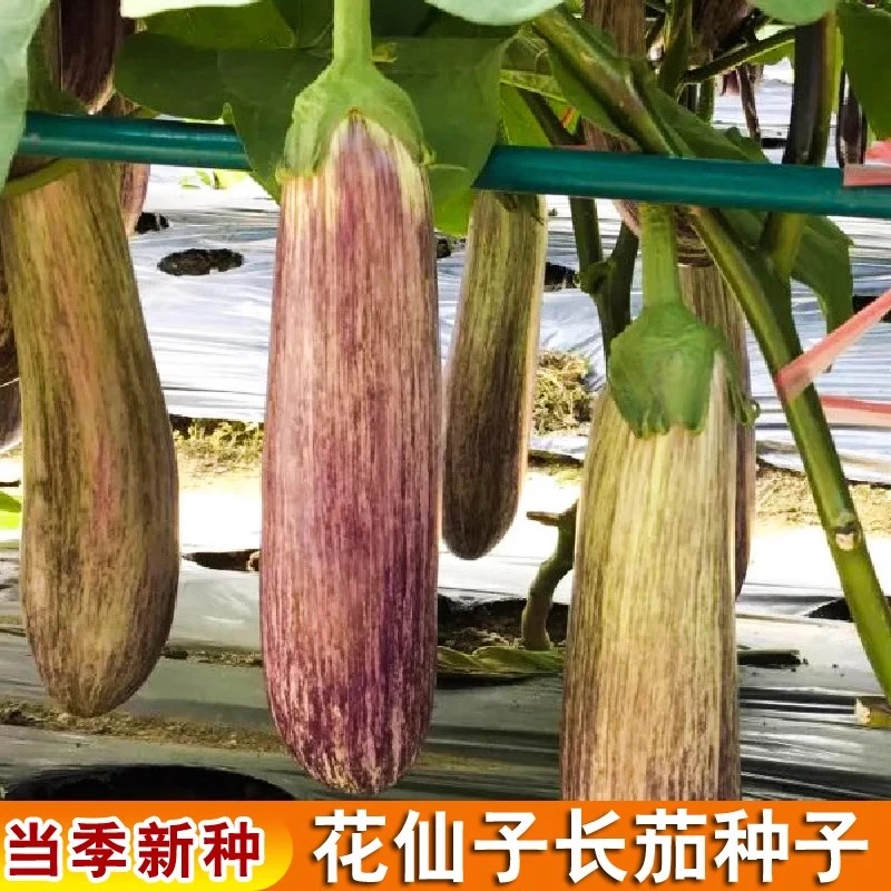 竹丝茄子秧苗面包花茄烧烤水果茄种子耐热高产抗病蔬菜苗四季盆栽