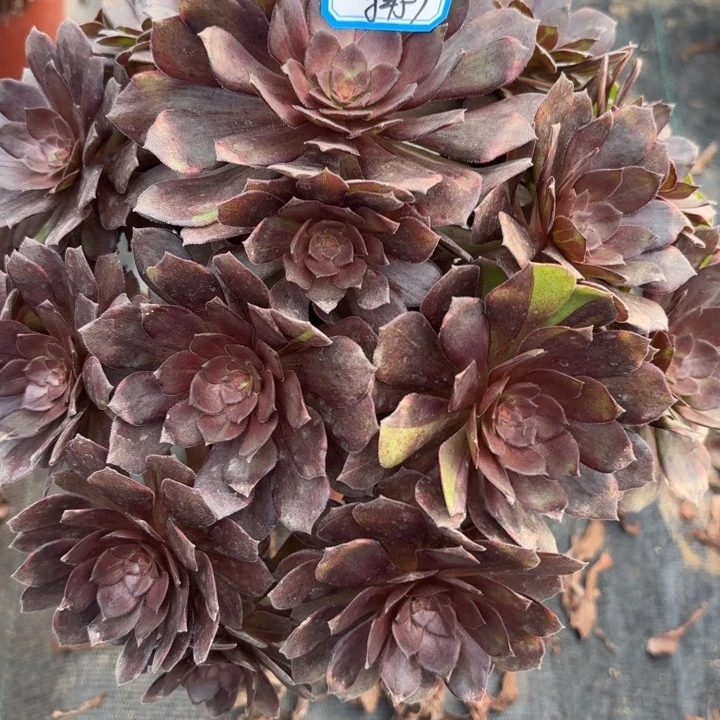 万灰锦多肉法师不包损57