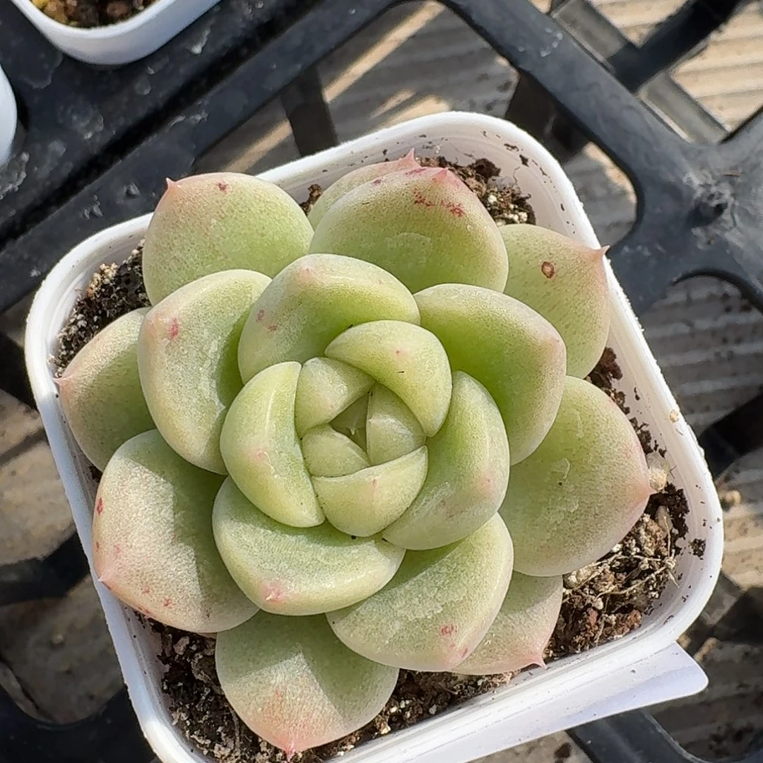 如图2224白方冰玉杂一颗