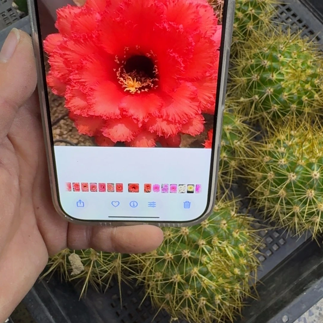 335毛花柱五花牛歪无根侧牙6公分左右，20包邮