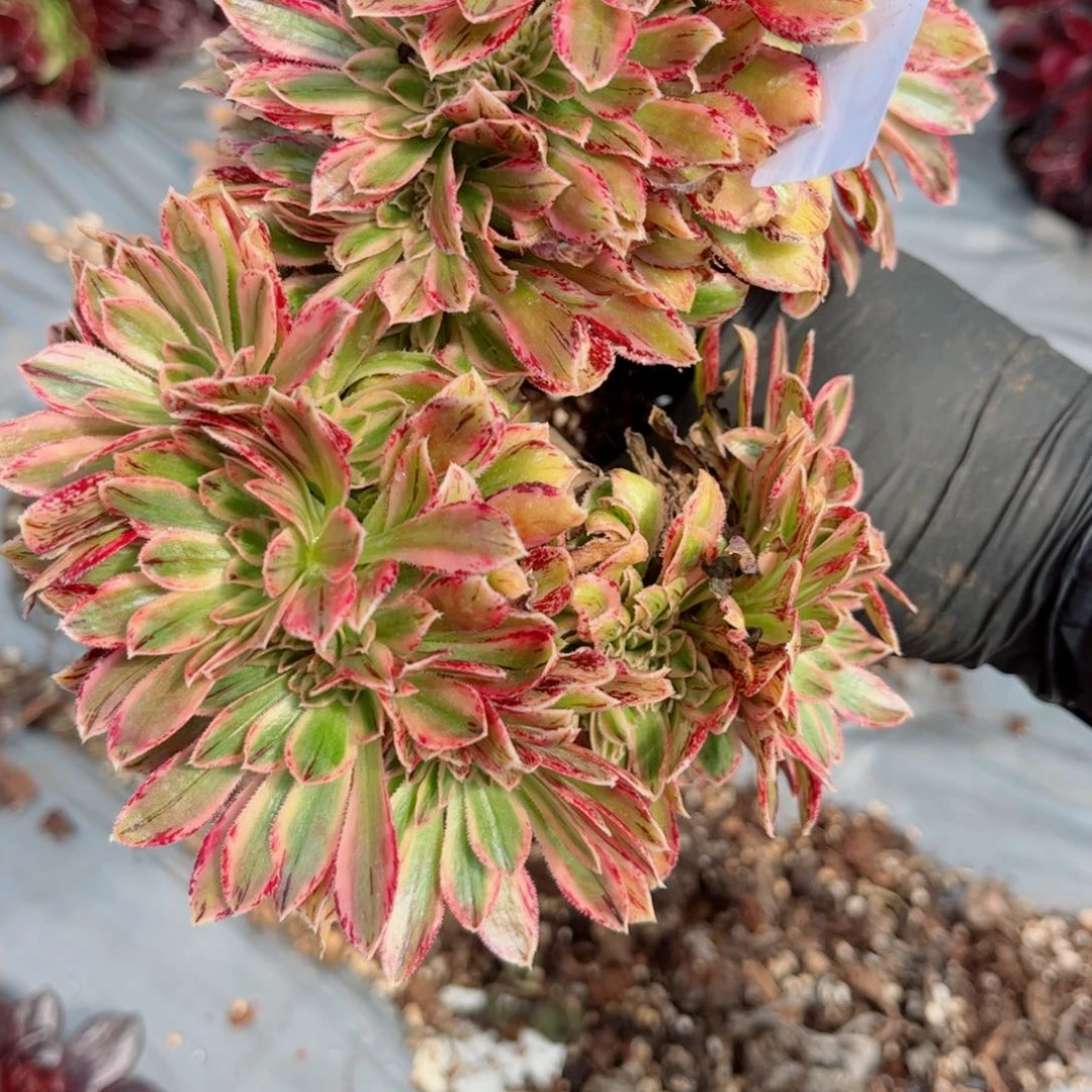 多肉植物784v锦锦