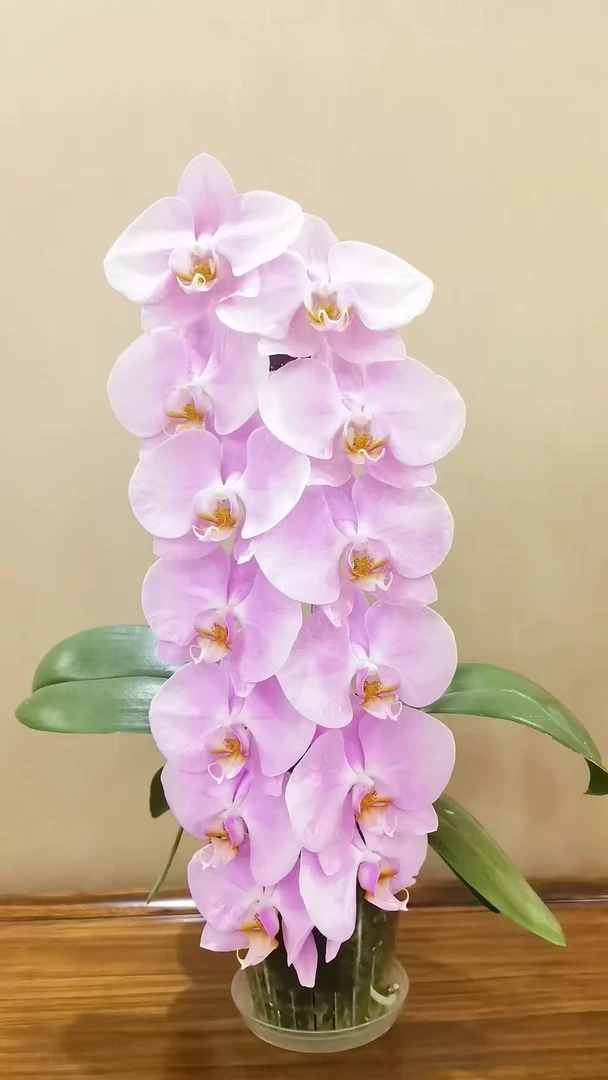 3.0寸（芳美女朋友）蝴蝶兰带花剑没有开花叶片破损不售后