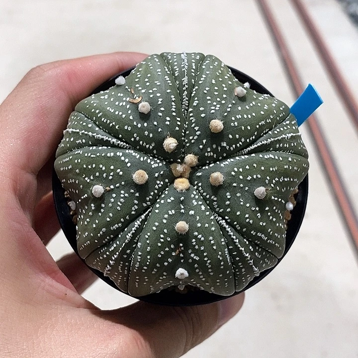 柒*实生五瓣复棱海星仙人球