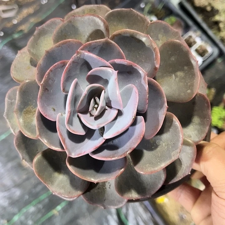 ****ᵁ定向紫玫瑰zzzzzzzz