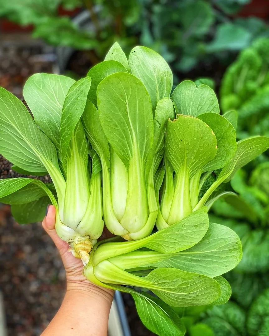 【现采现发】农家现摘当季上海青时令新鲜蔬菜小油菜青菜