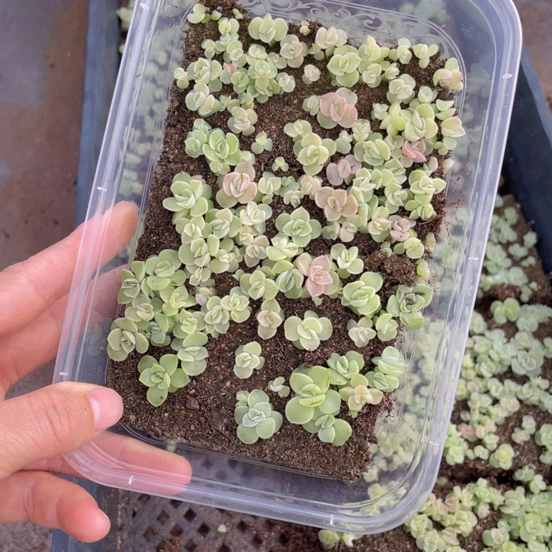 糕大上多肉植物394