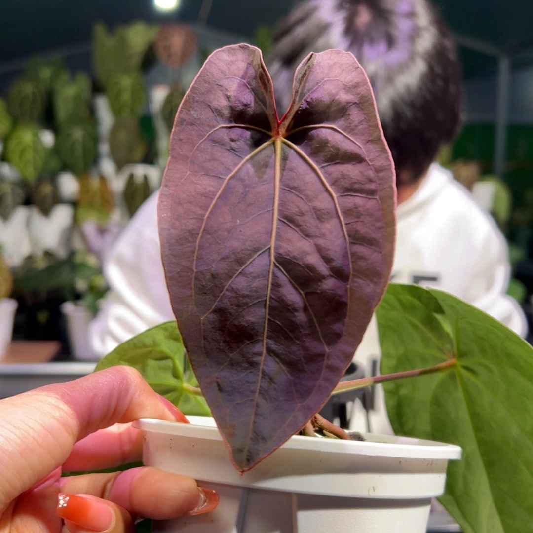 完全开放黑丝绒杂戴斯花烛