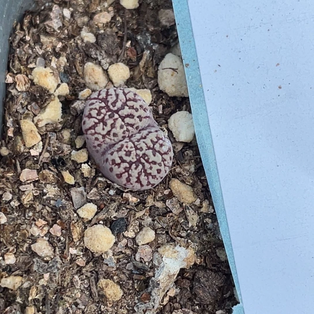 1-126紫鸟多肉植物