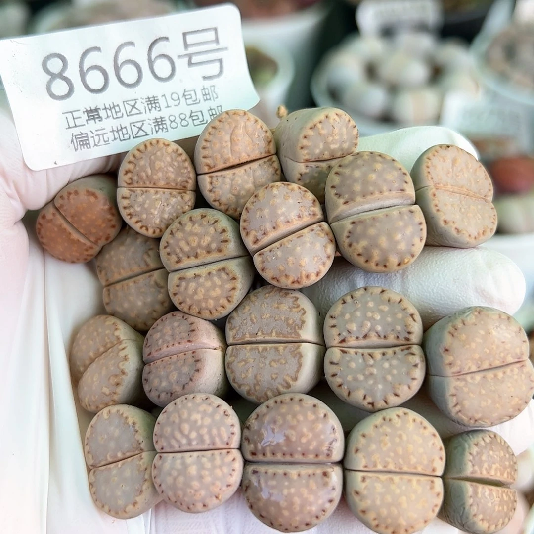 8666四年饼干19颗1.5cm