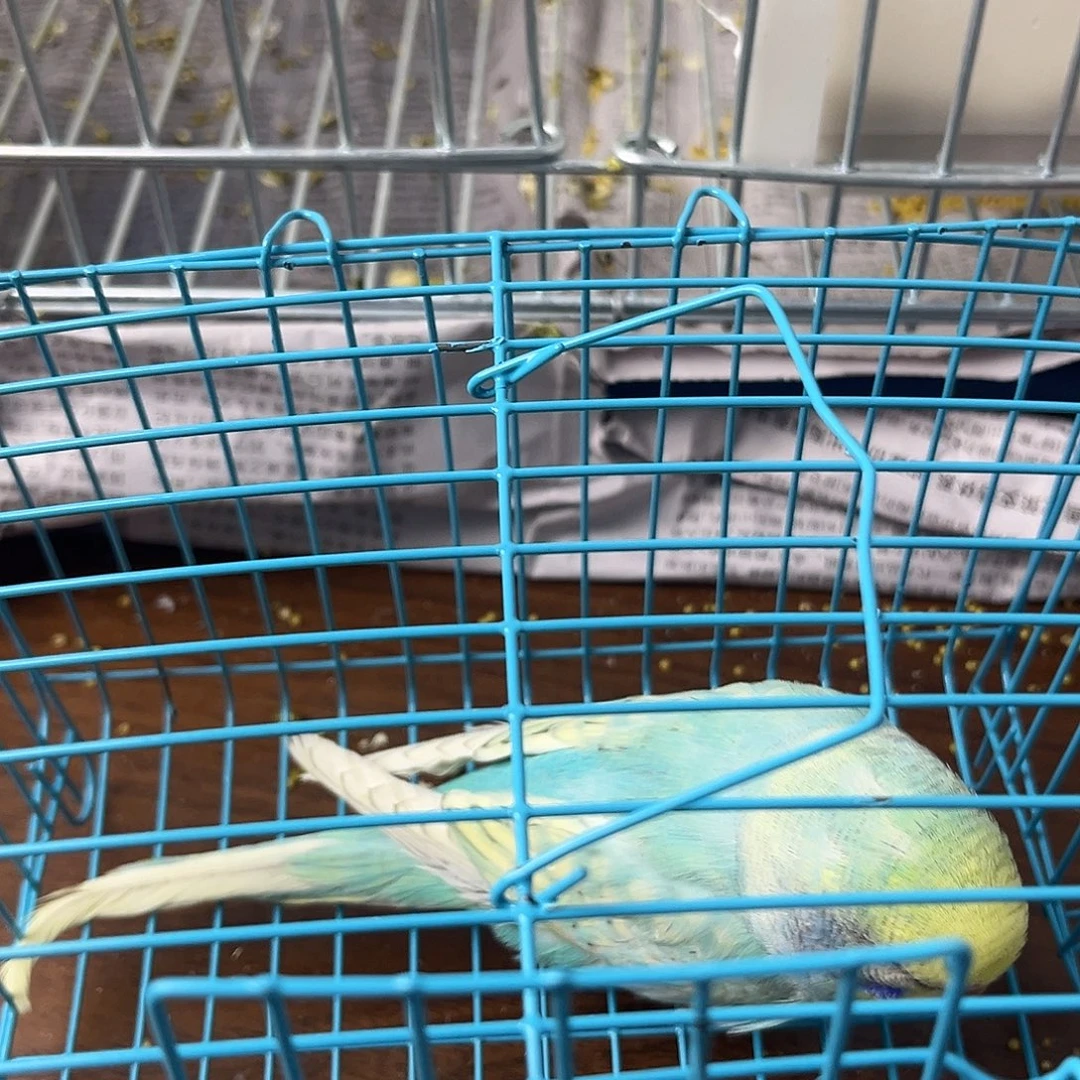 虎皮鹦鹉金彩鹦鹉