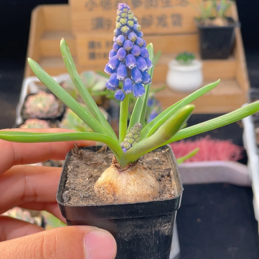 葡萄风杏子9.9包邮发货