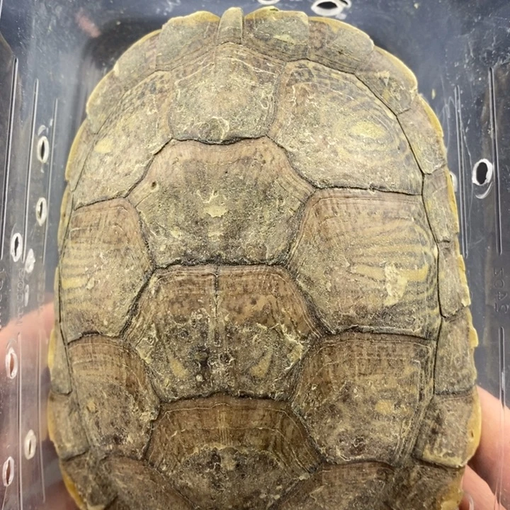 巴西彩龟母6666666