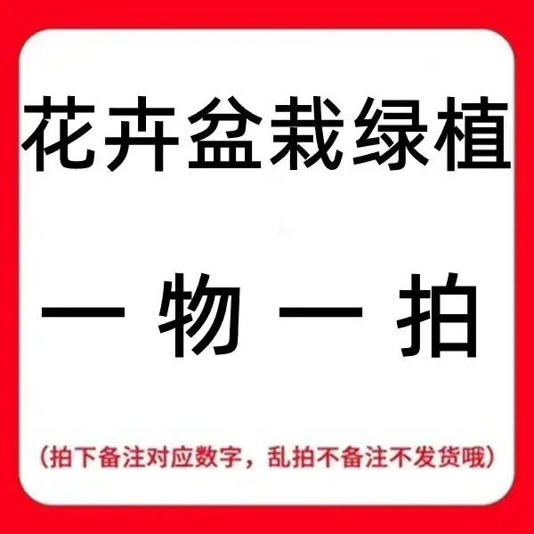 精品盆景一物一拍（一物一拍）