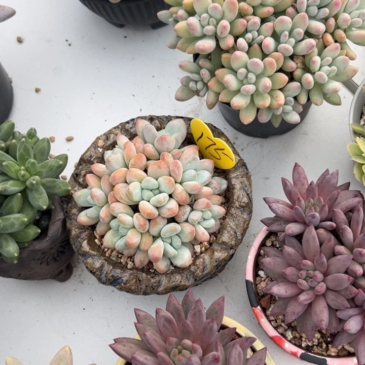 *****多肉植物一物一拍