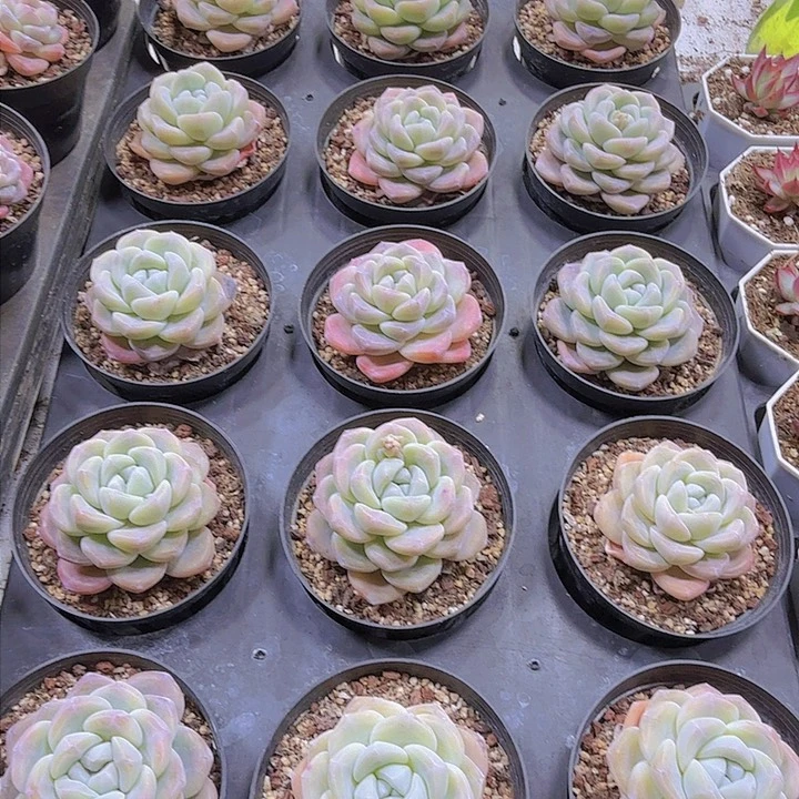 大单头冰玉19包邮多肉