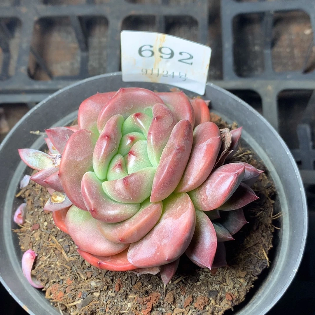 【闪购商品】云692号