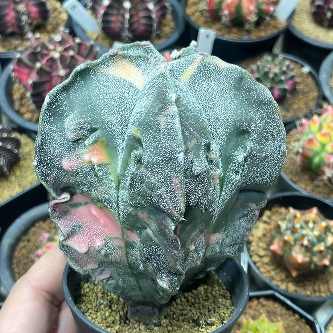 实生根系，核桃鸾凤玉锦