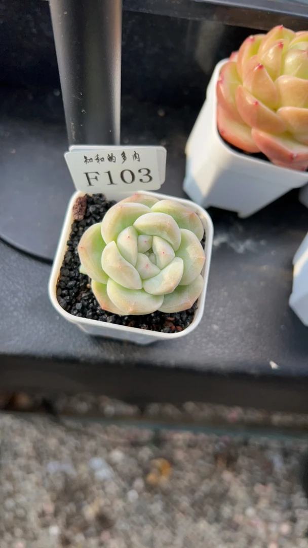 知和的多肉F103专拍链接