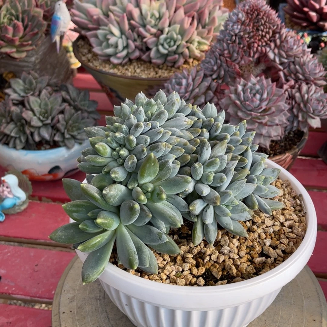 c***m多肉哥特不带盆111漂亮