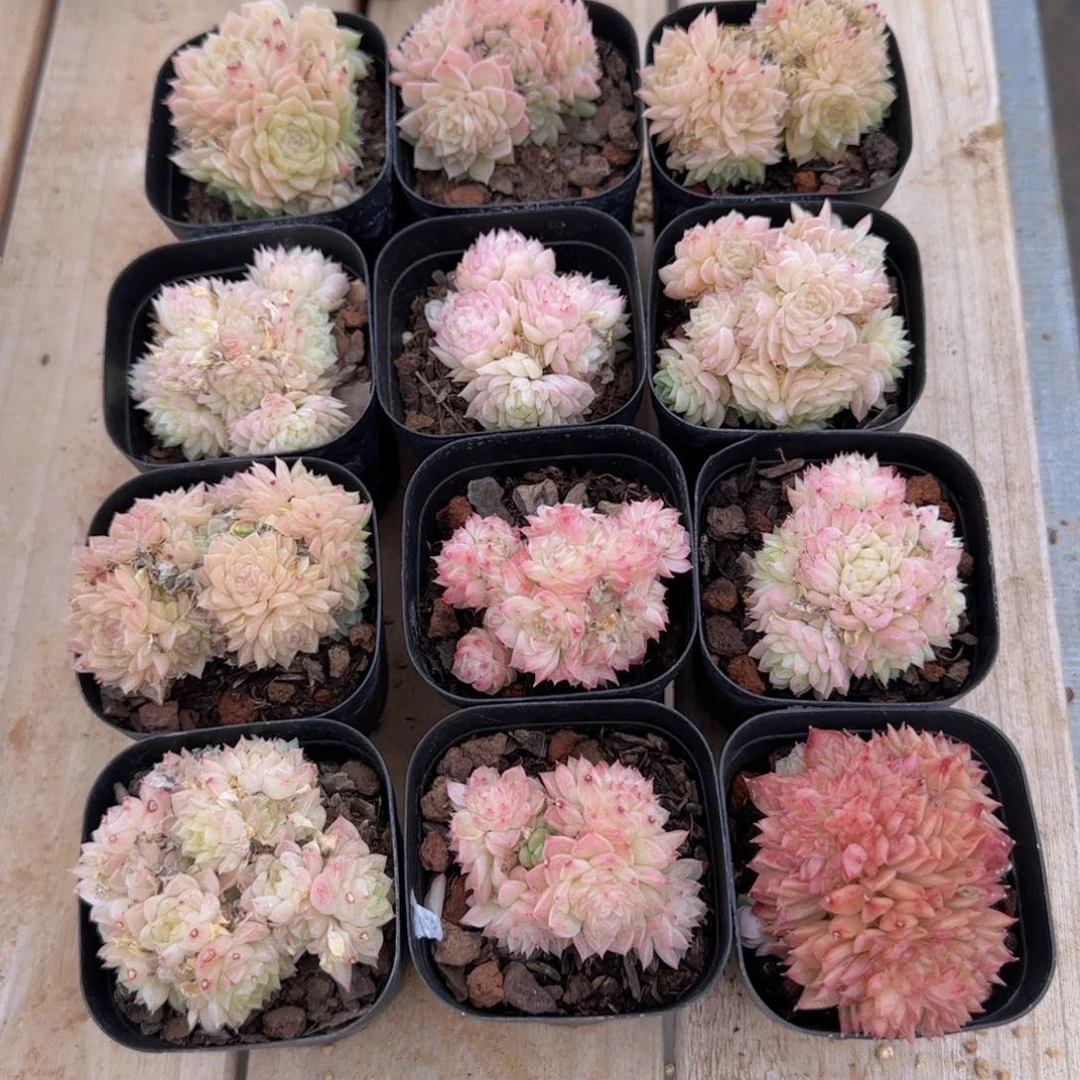 围*麦秆精控优选12k