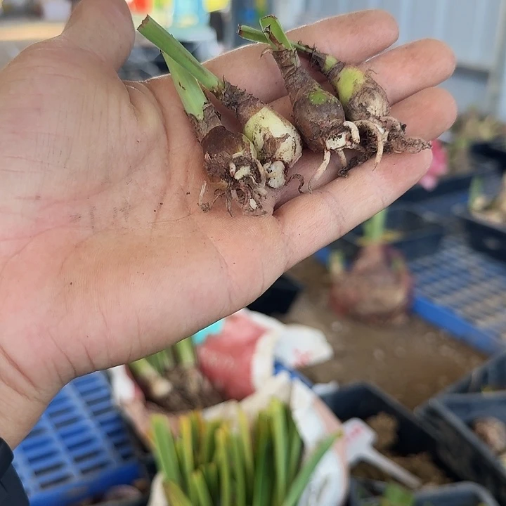 绿茶朱顶红一棵  1.5左右