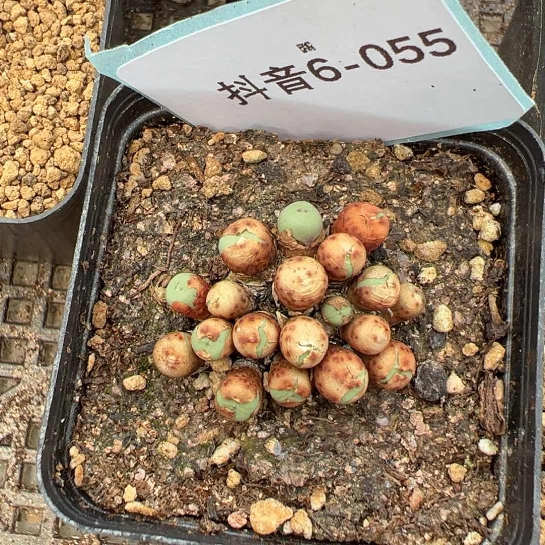 5-55 1380b小红嘴多肉