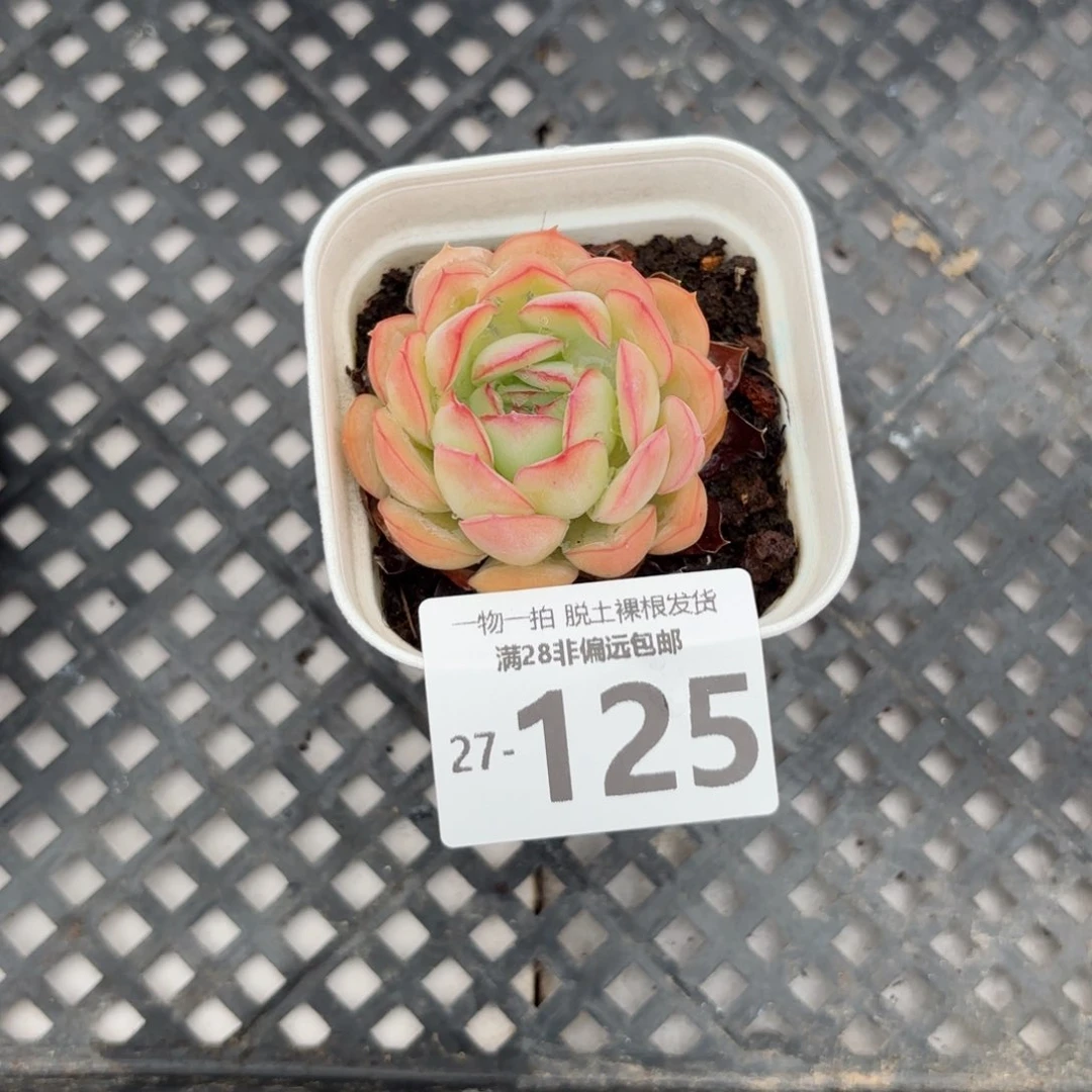 草莓冰多肉多肉多肉