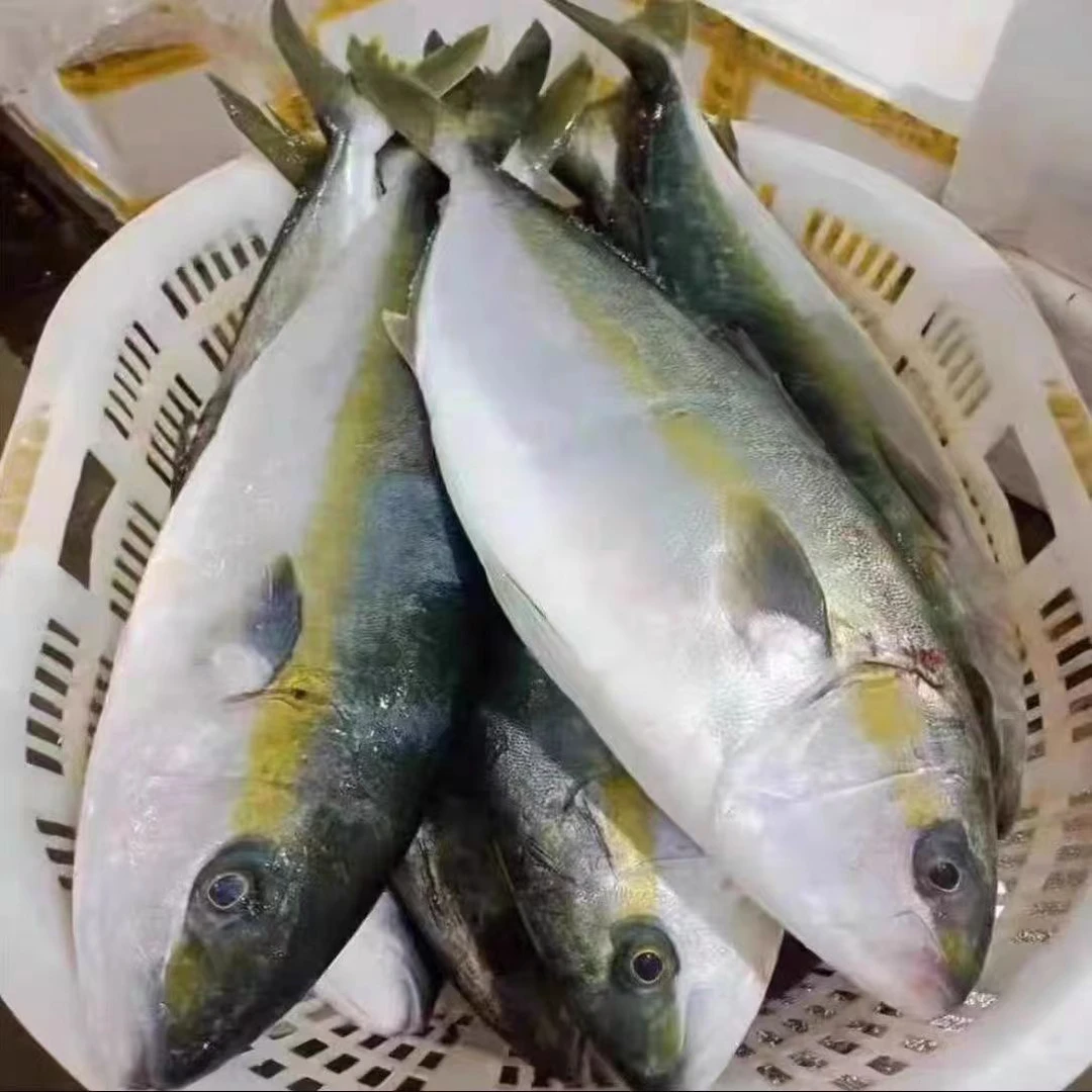 【大连歹叔专属】黄金鲅鱼深海新鲜海捕顺丰包邮